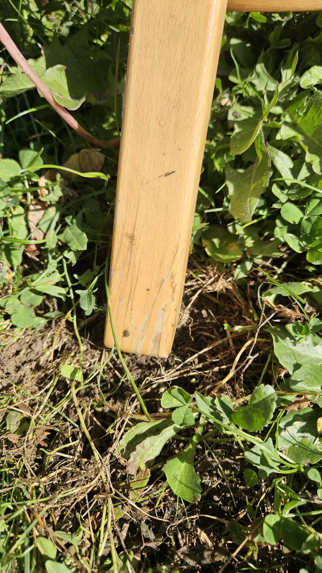 Porte manteau perroquet Baumann