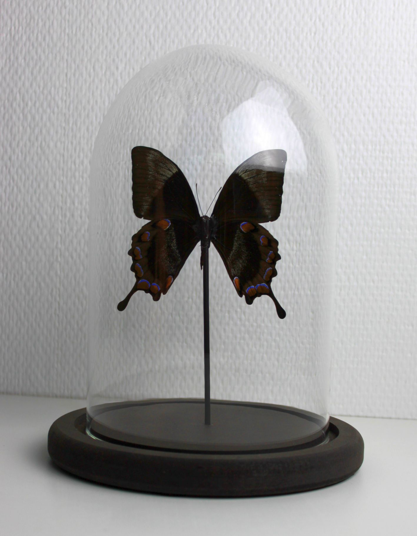 Butterfly under globe