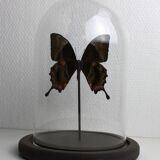 Butterfly under globe