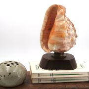 Lampe à poser coquillage naturel et socle en bois, années 60