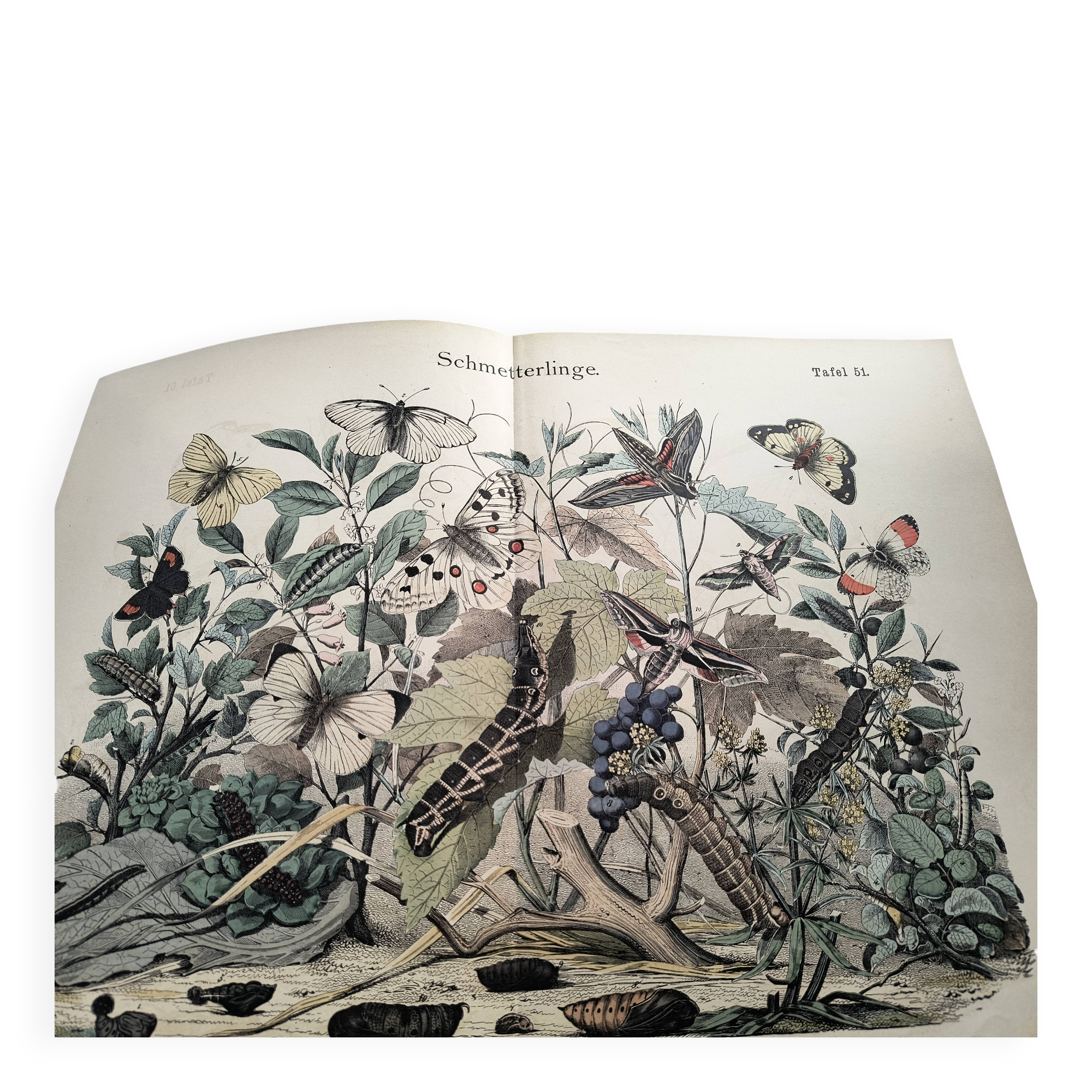 Antique engraving, 1886 - European Butterflies (3). 19th-century chromolithograph