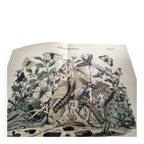 Antique engraving, 1886 - European Butterflies (3). 19th-century chromolithograph