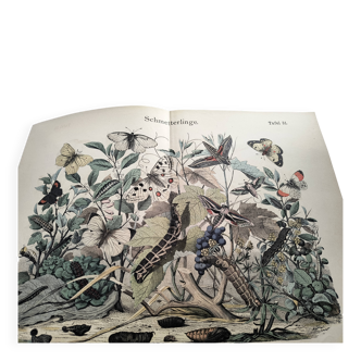 Antique engraving, 1886 - European Butterflies (3). 19th-century chromolithograph
