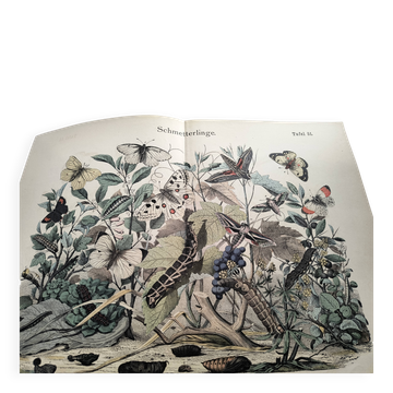 Gravure ancienne  1886 - Papillons européens (3). Chromo lithographie XIX