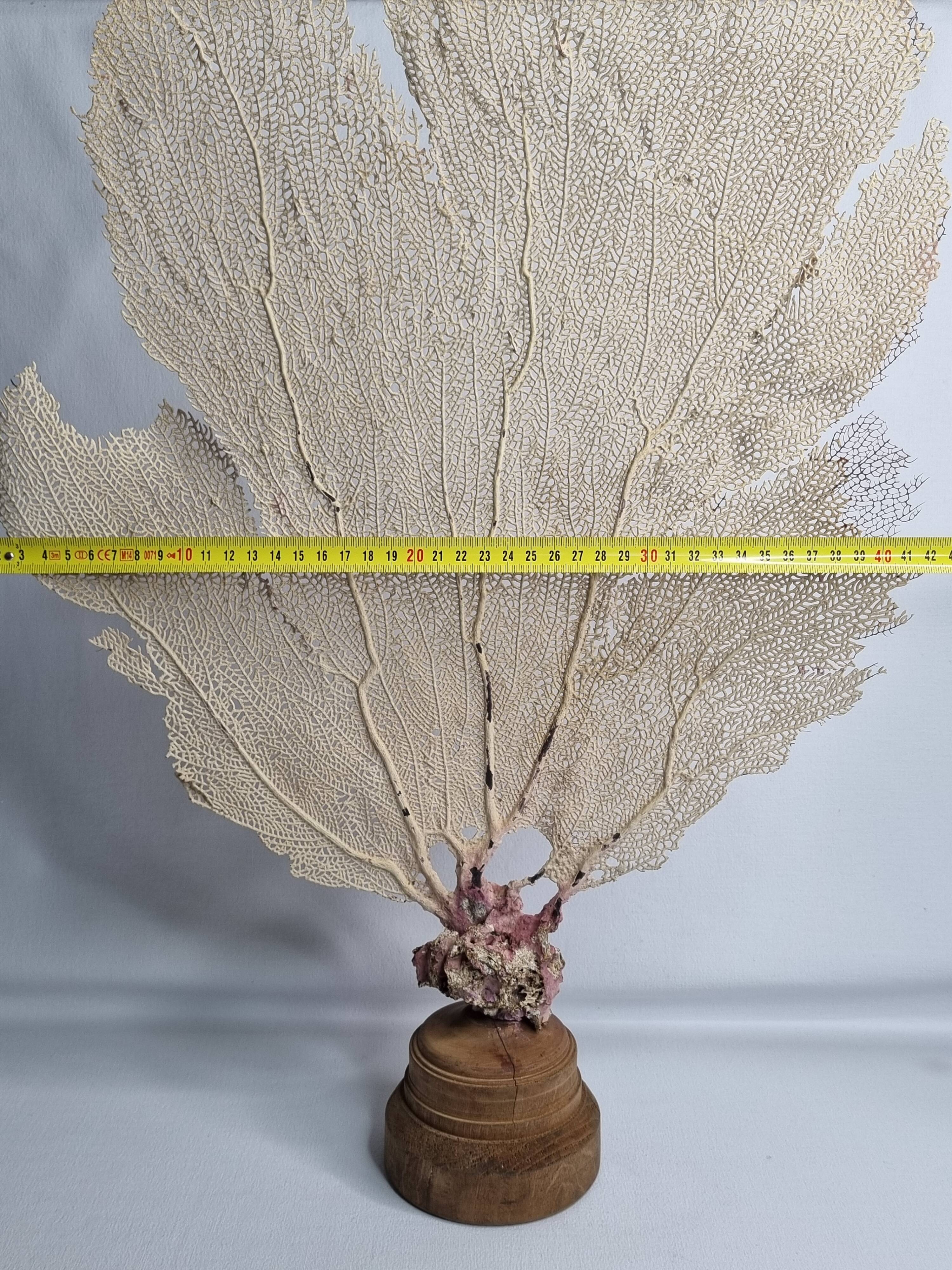 Antique gorgonian coral, Venus fan, on solid wood base, 58 cm