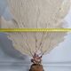 Antique gorgonian coral, Venus fan, on solid wood base, 58 cm