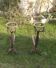 Pair of wrought iron fire dogs