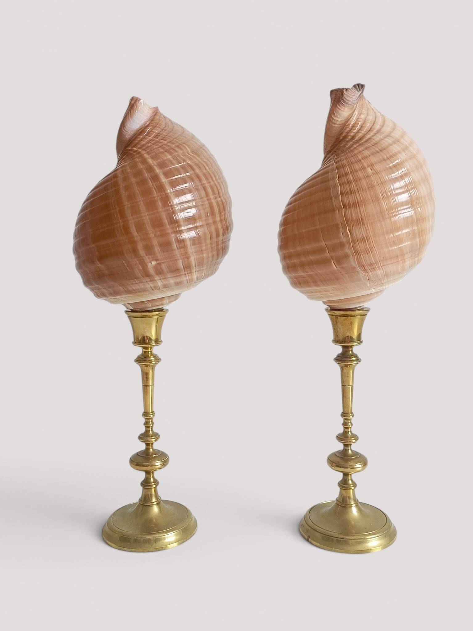 Pair of natural shells on a mid-century Swedish Skultuna brass candelabrum.