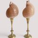 Pair of natural shells on a mid-century Swedish Skultuna brass candelabrum.