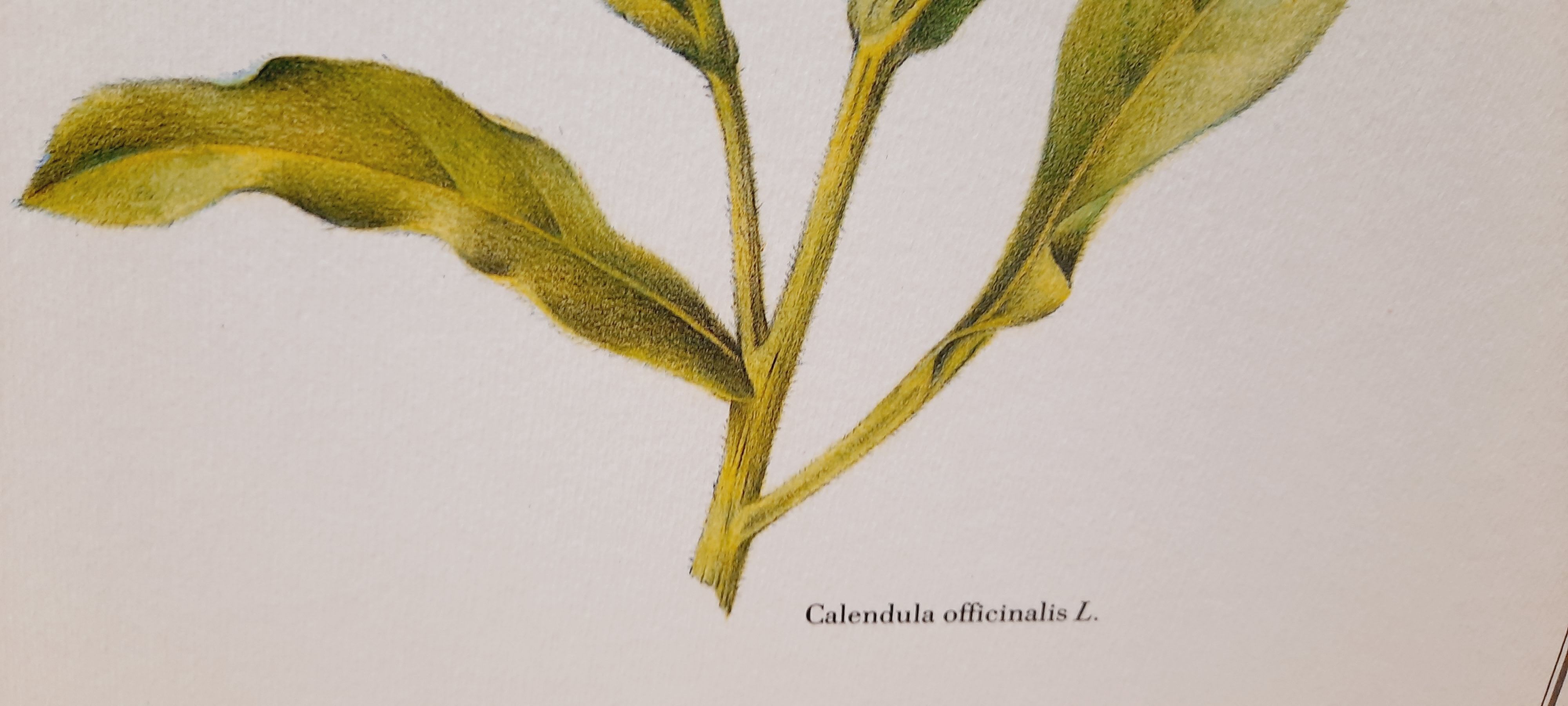 Botanical plate Souci des jardins