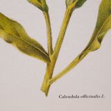 Botanical plate Souci des jardins