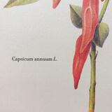 Planche botanique piment doux