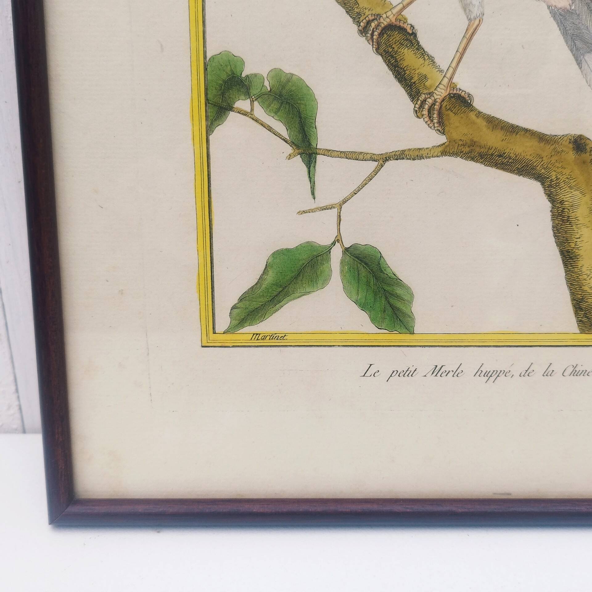 Engraving painting crested blackbird bird 18th century, F. Martinet