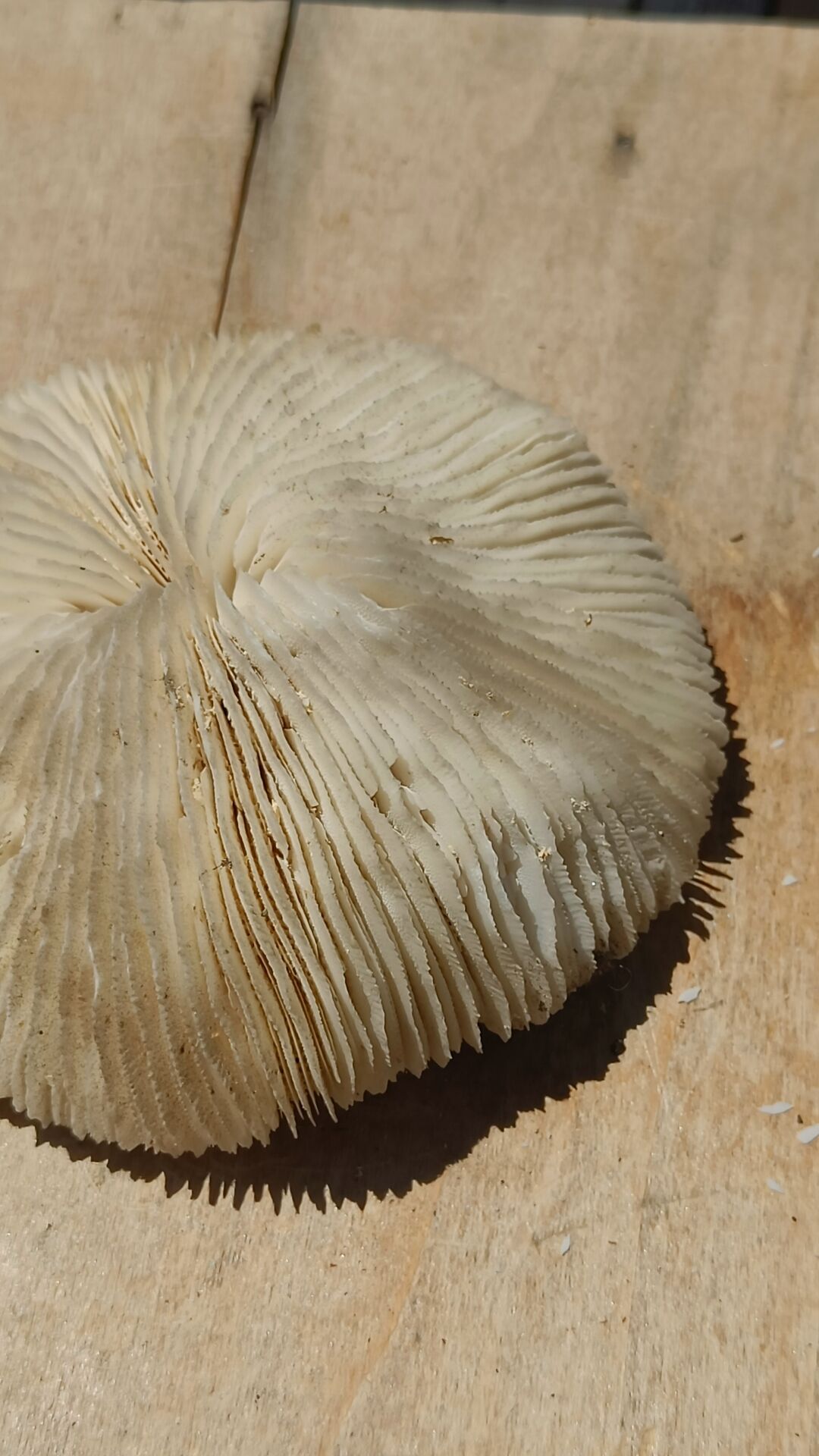 Natural white coral from the 1970s