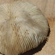 Corail blanc naturel années 70