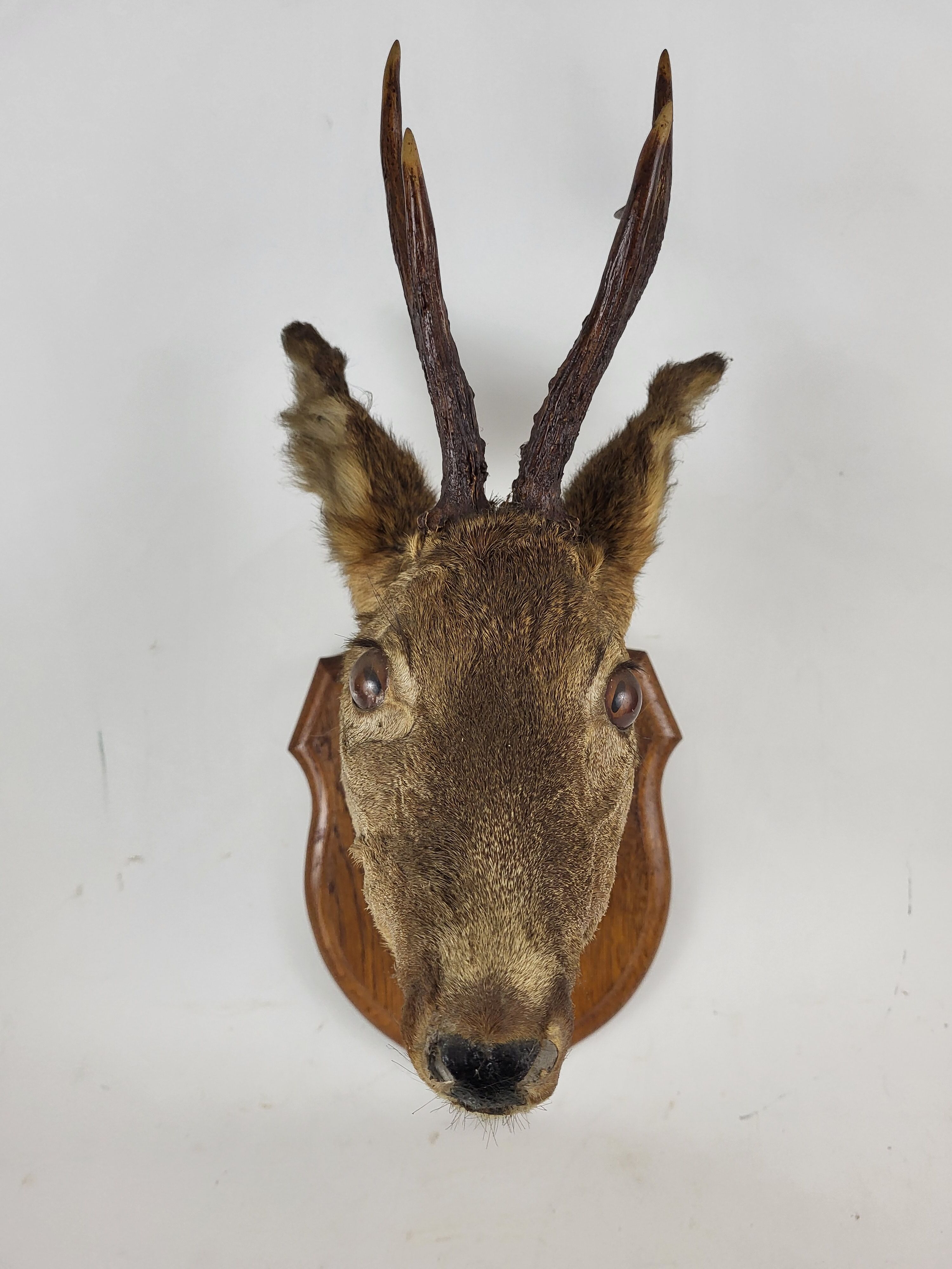 Deer head stuffed and naturalized Taxidermy