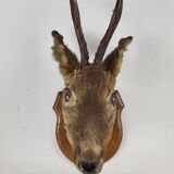 Deer head stuffed and naturalized Taxidermy