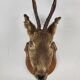 Deer head stuffed and naturalized Taxidermy