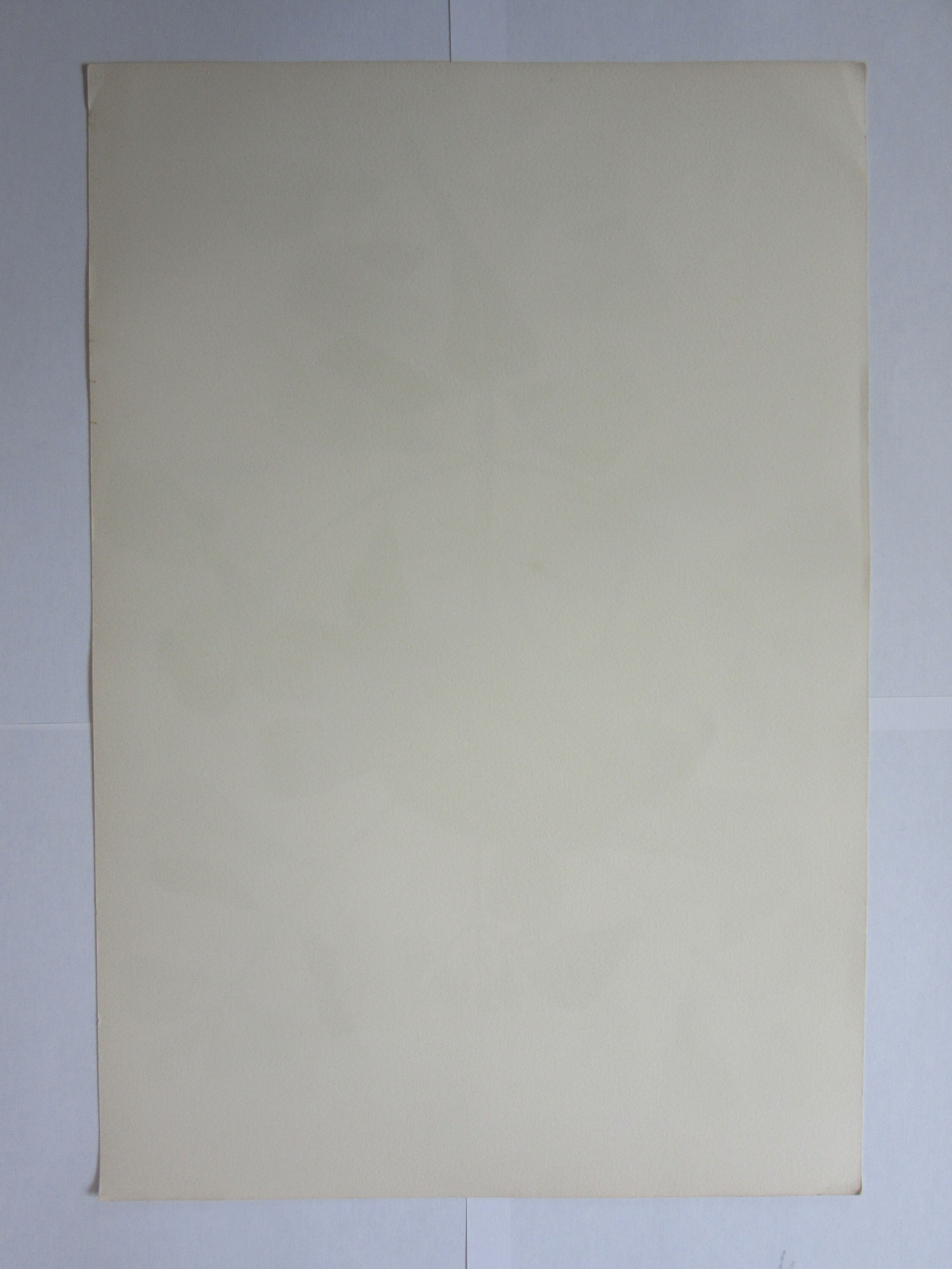 Bird engraving, sea allouette, repro catesby/seligmann