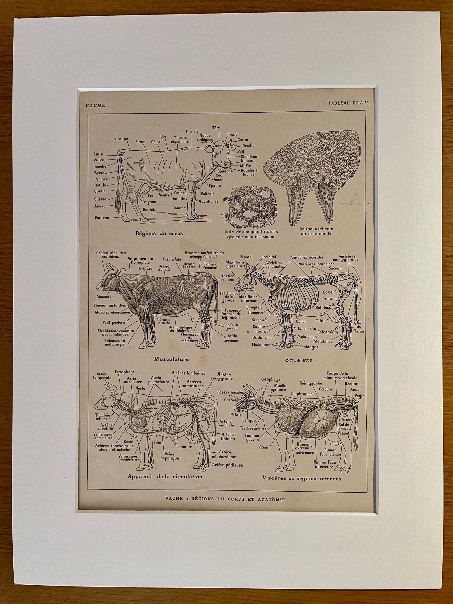 Lithograph on the anatomy of the cow from 1921