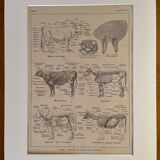 Lithograph on the anatomy of the cow from 1921