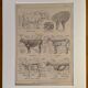 Lithograph on the anatomy of the cow from 1921