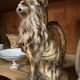 Pichet Barbotine chat