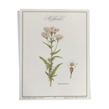 Botanical plank the Millefeuille