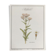 Planche botanique le Millefeuille