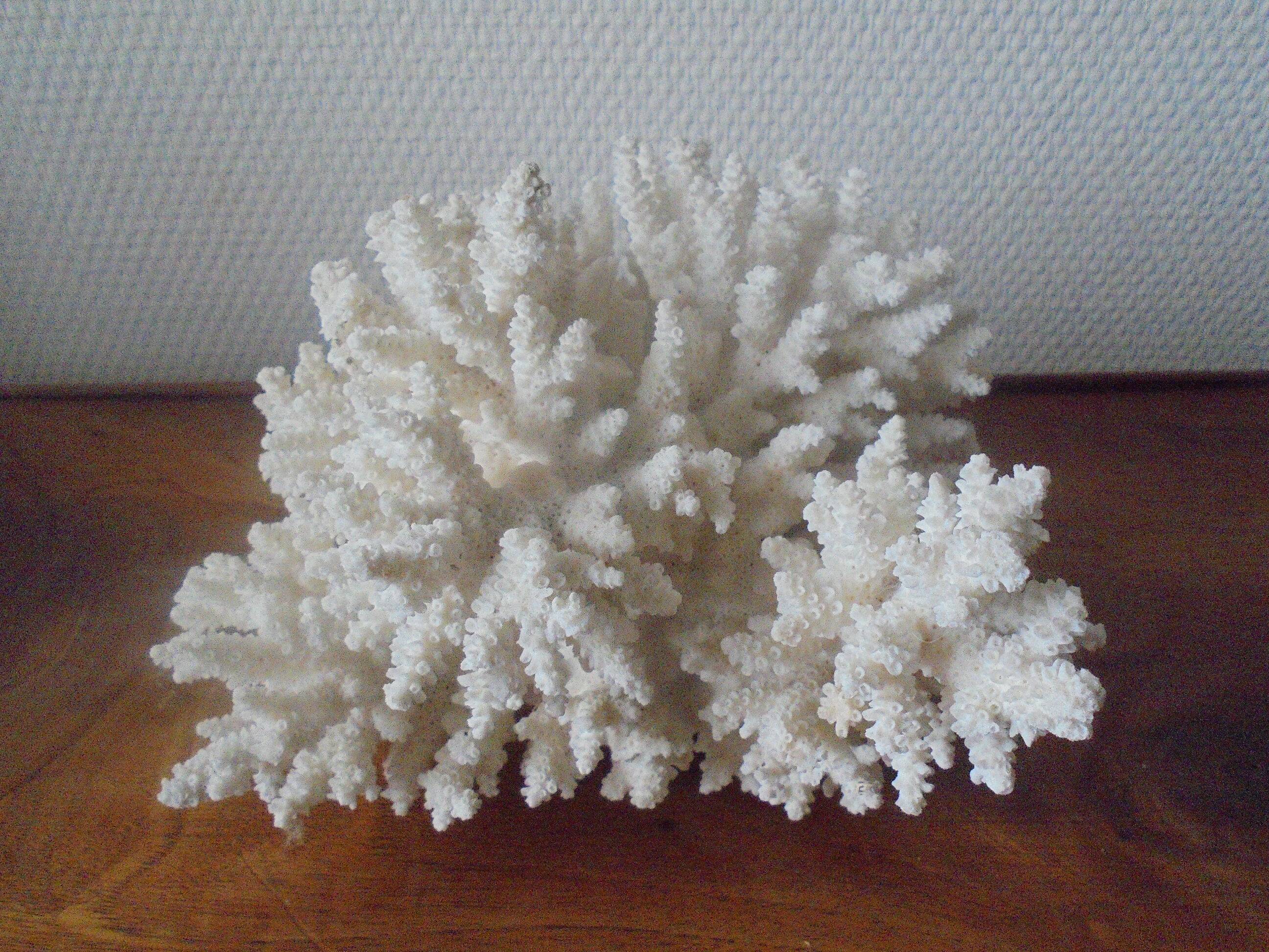 Minerals, coral