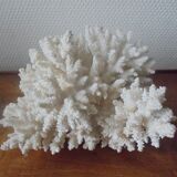 Minerals, coral