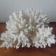 Minerals, coral