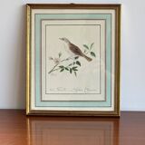 Bird frame
