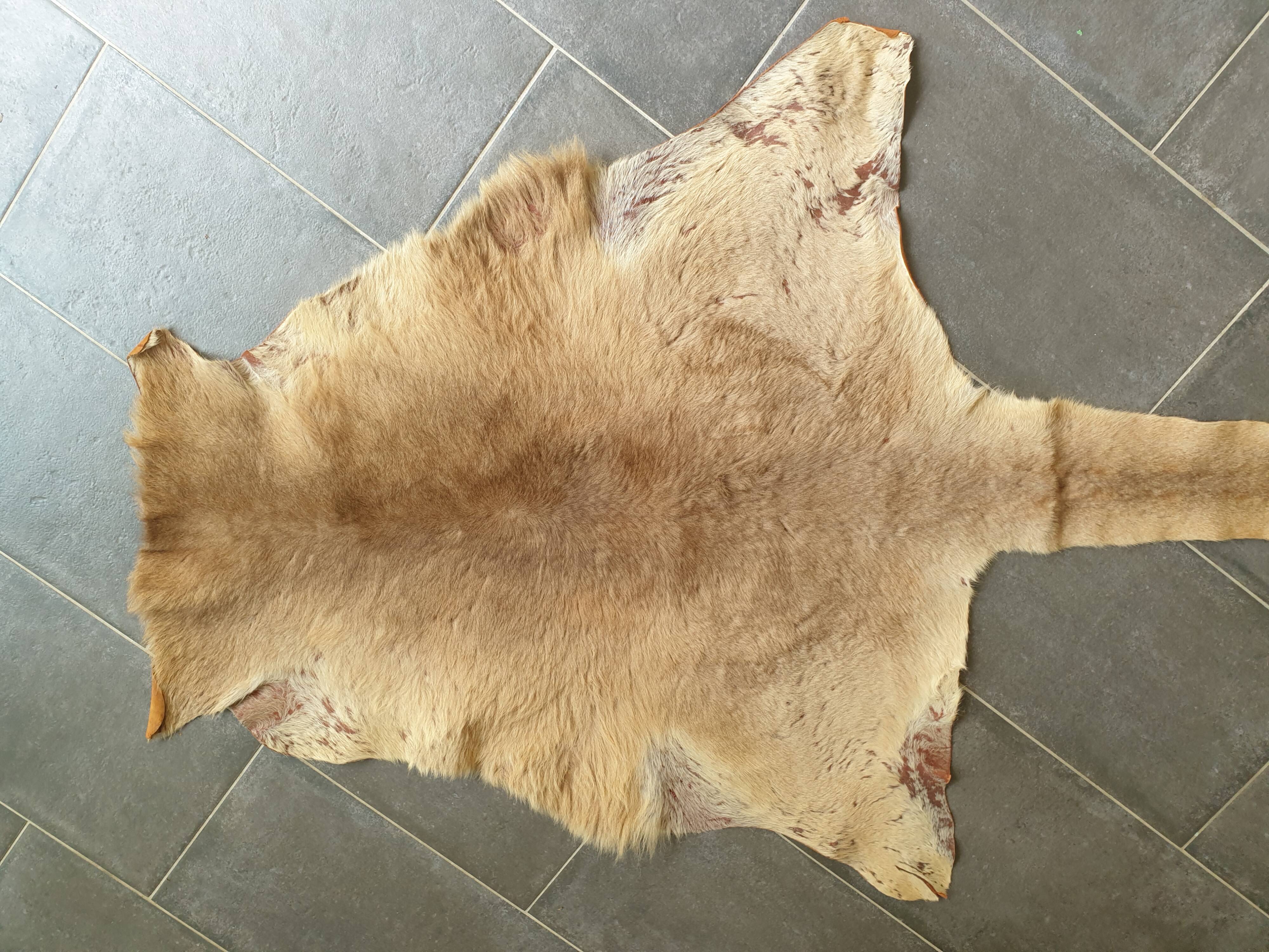 Kangaroo skin
