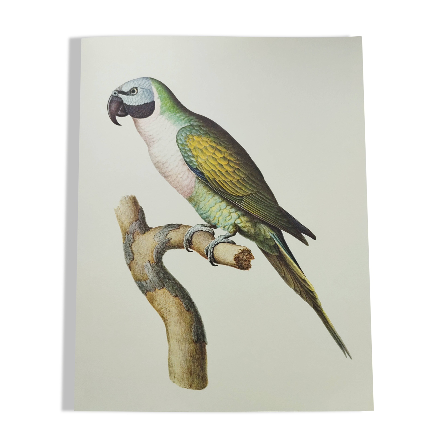 Old plate - Mustached parakeet - Natural zoological illustration