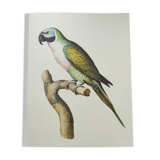 Old plate - Mustached parakeet - Natural zoological illustration