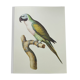Old plate - Mustached parakeet - Natural zoological illustration