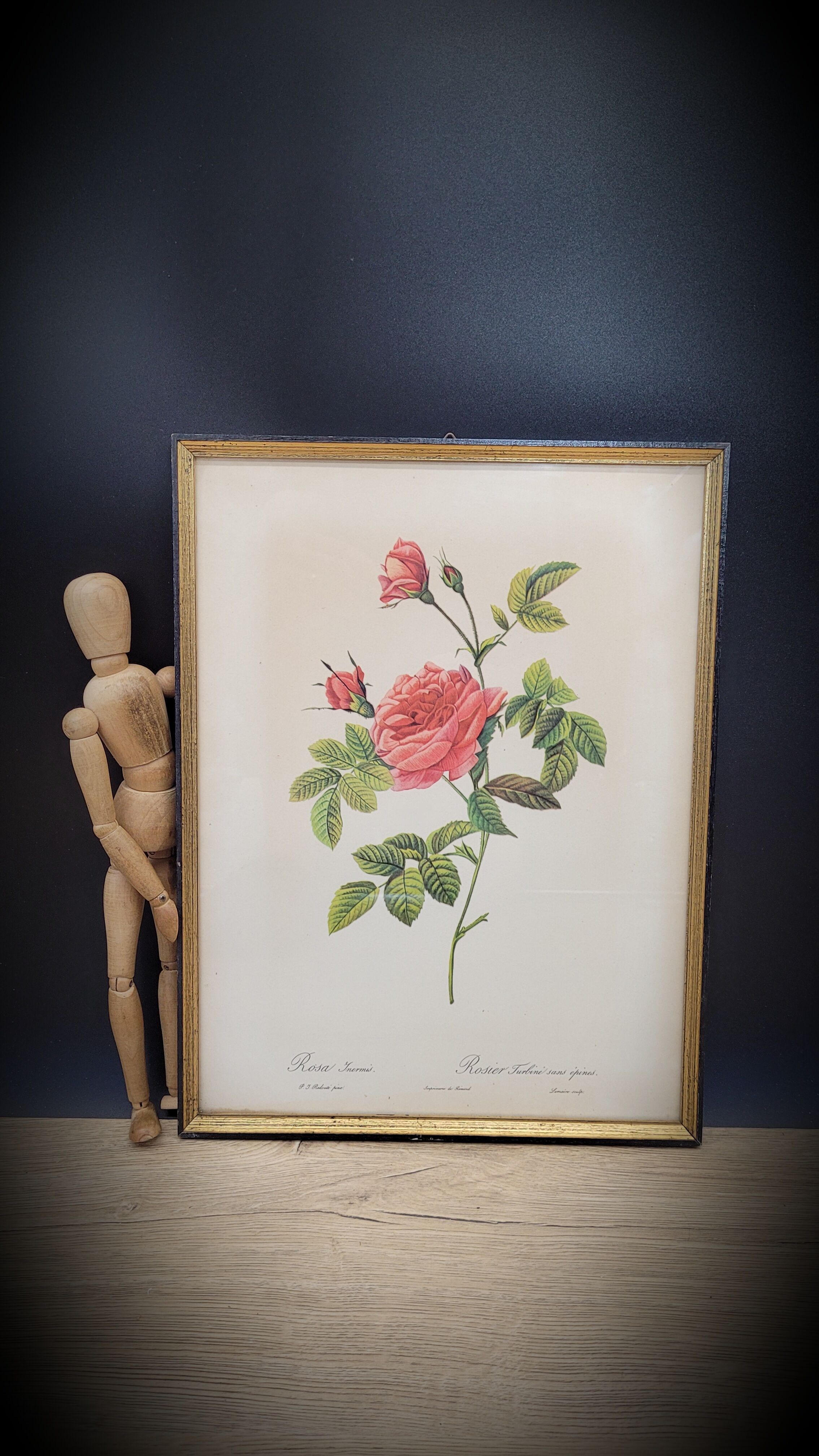 Lithograph Turbiné rose without thorns frame