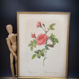 Lithograph Turbiné rose without thorns frame