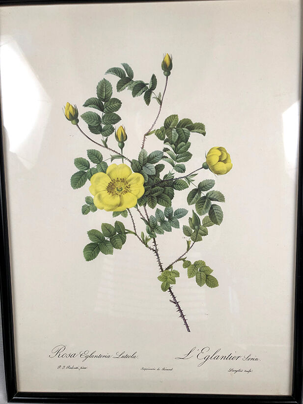 Set of six framed reproductions of roses, illustrations by P.J Dreaded