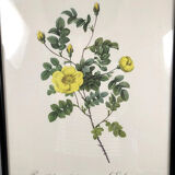 Set of six framed reproductions of roses, illustrations by P.J Dreaded
