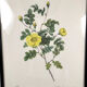 Set of six framed reproductions of roses, illustrations by P.J Dreaded