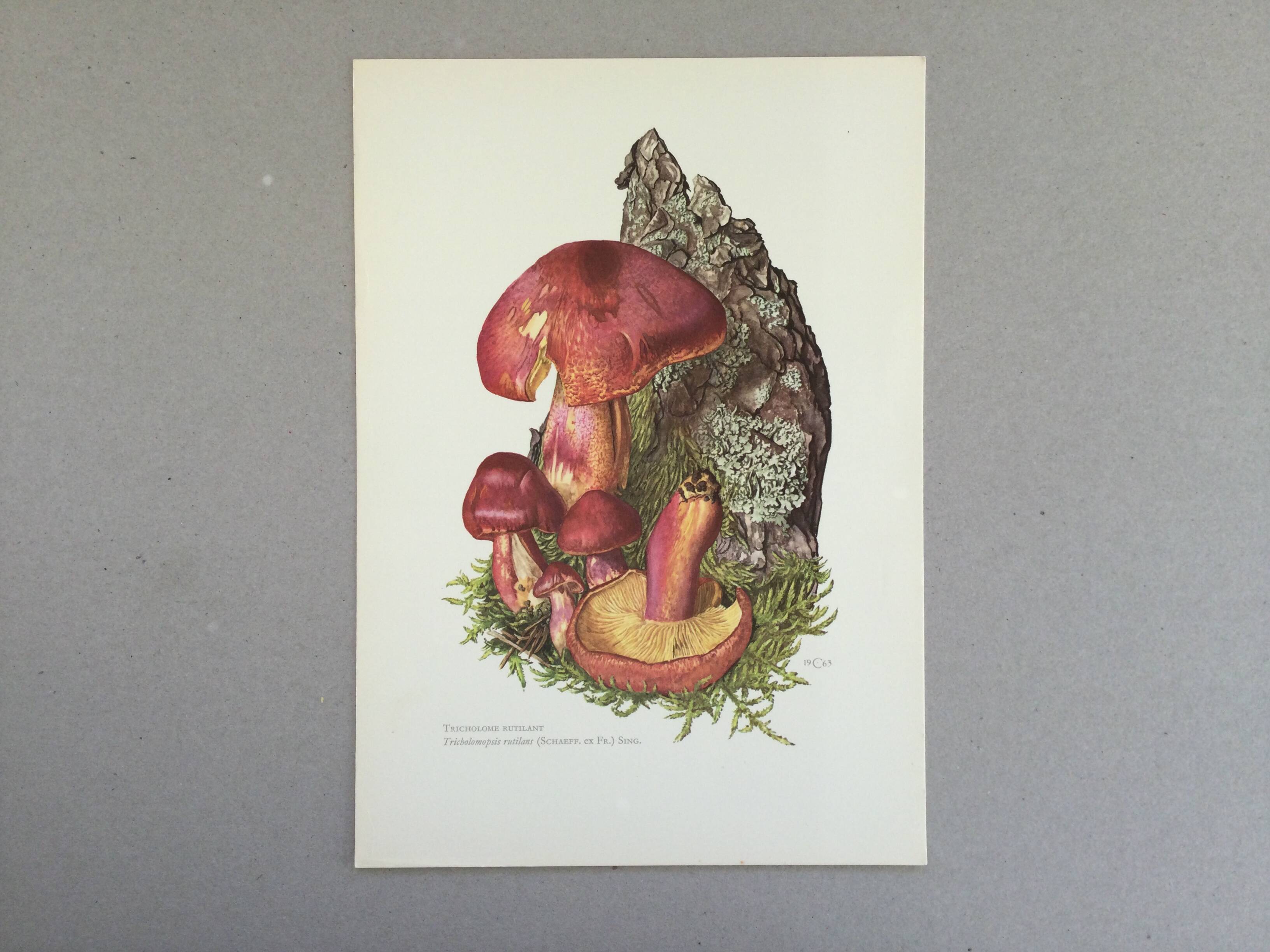 Illustration botanique "champignons", années 60