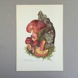 Illustration botanique "champignons", années 60