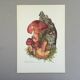 Botanical illustration "mushrooms", 1960s