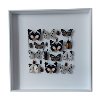 Cadre blanc carré mosaïque d'insectes naturalisés : coléoptères et papillons