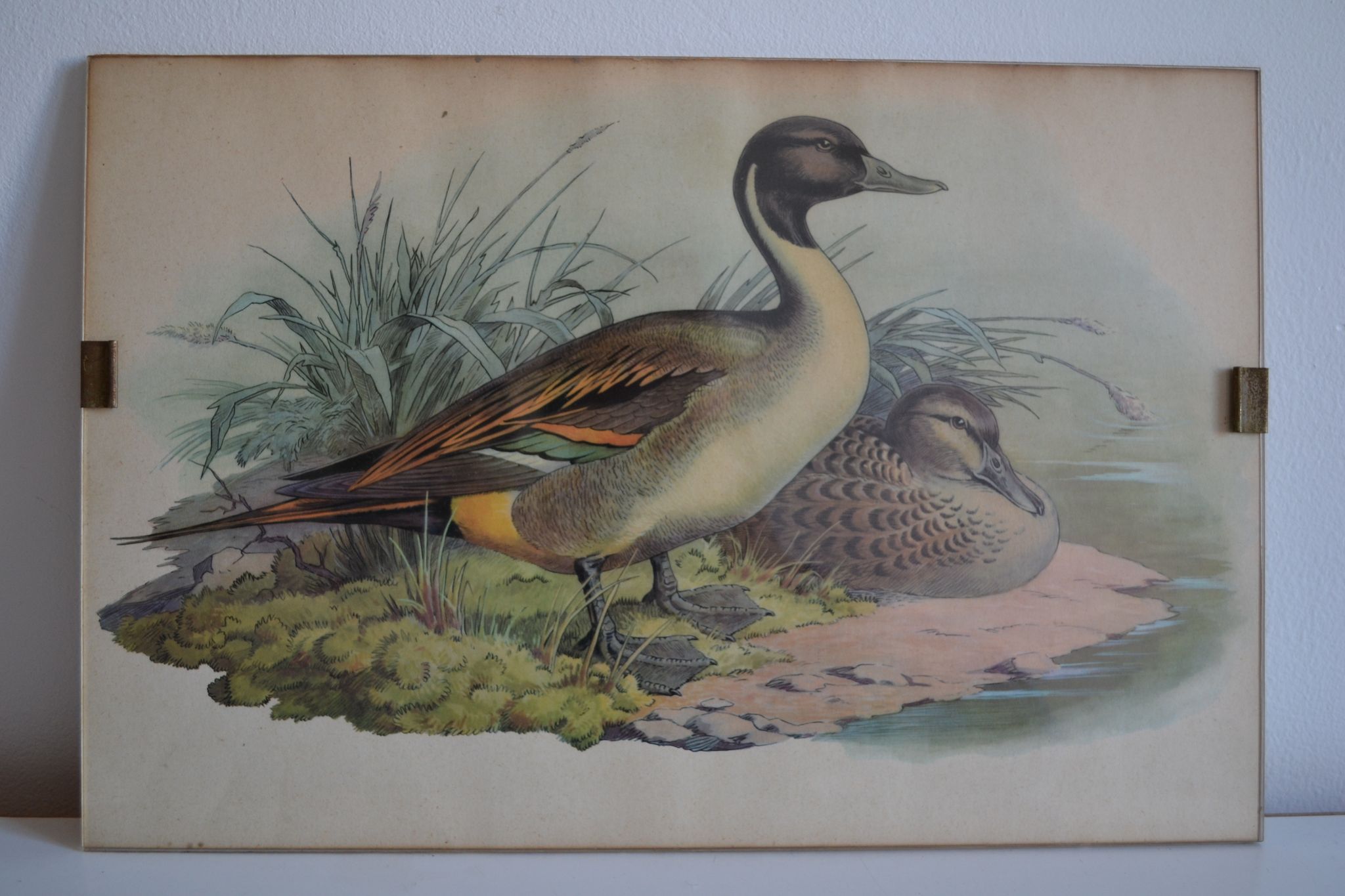 Estampe animalière vintage canards