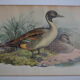Vintage animal print ducks