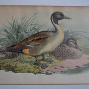 Estampe animalière vintage canards