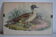 Vintage animal print ducks